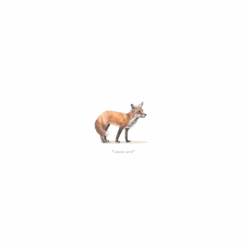 Fox