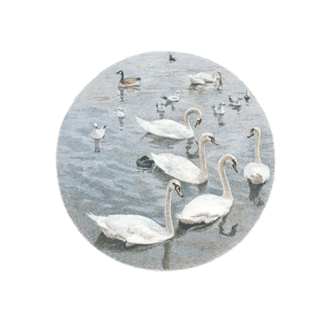 The Queen's Swans