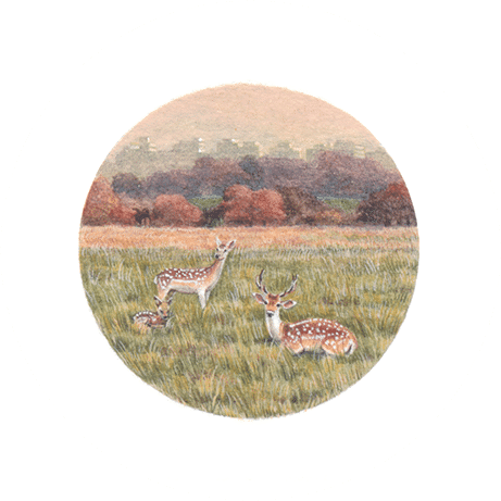 Deer in Richmond Park