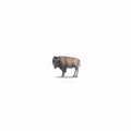 Bison