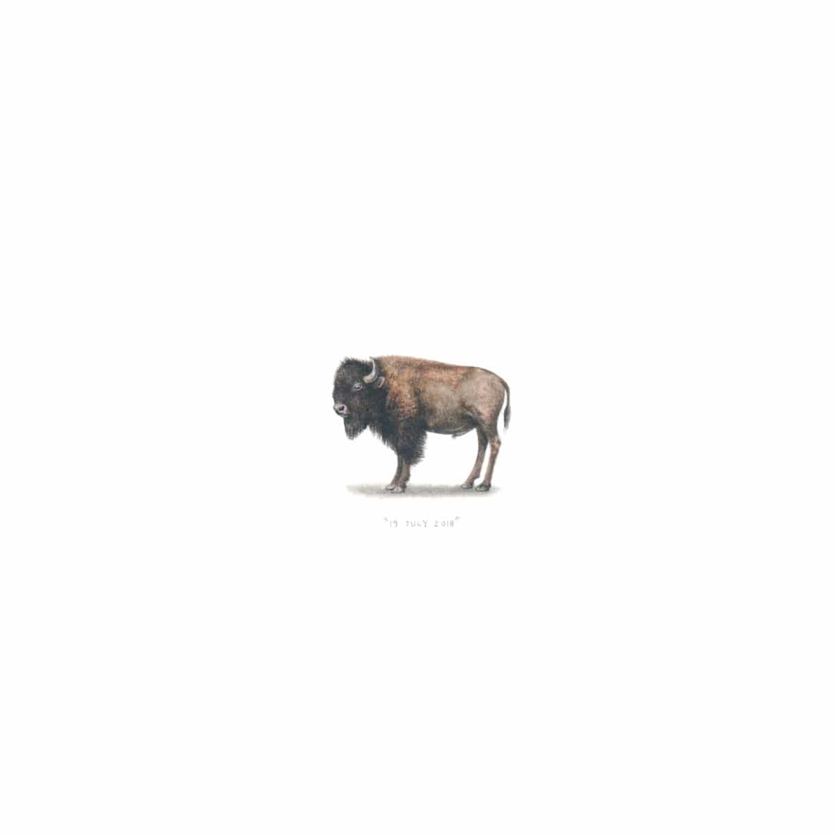 Bison