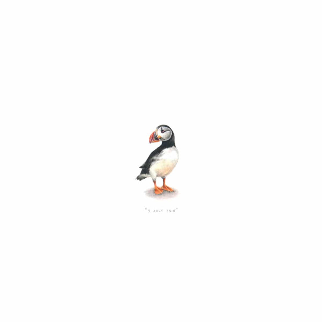 Puffin