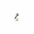 Puffin