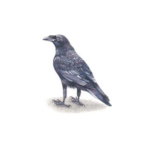 Raven