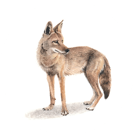 Coyote