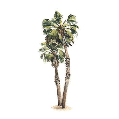 Palm Tree