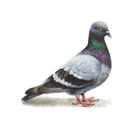Pigeon