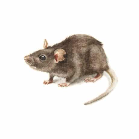 Rat