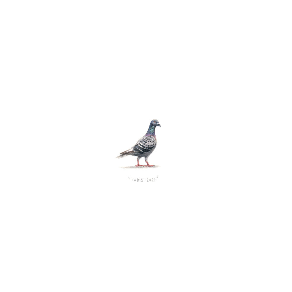Pigeon