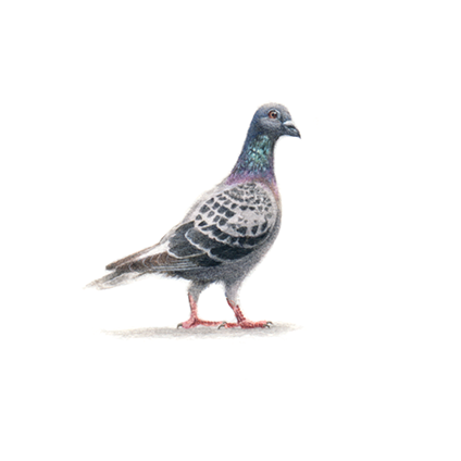 Pigeon