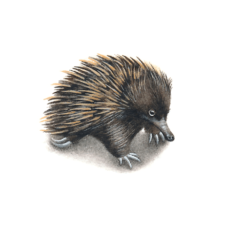 Echidna