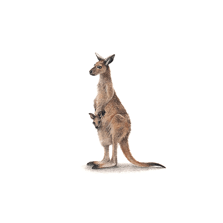 Kangaroo Mama And Baba