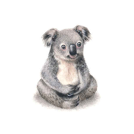 Koala