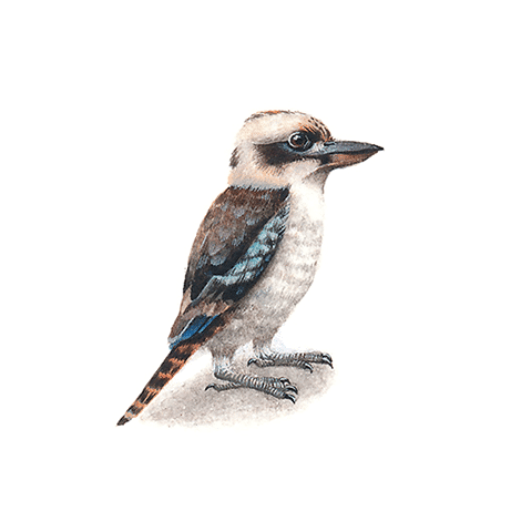 Kookaburra