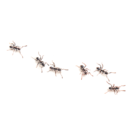 Ants