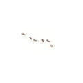 Ants
