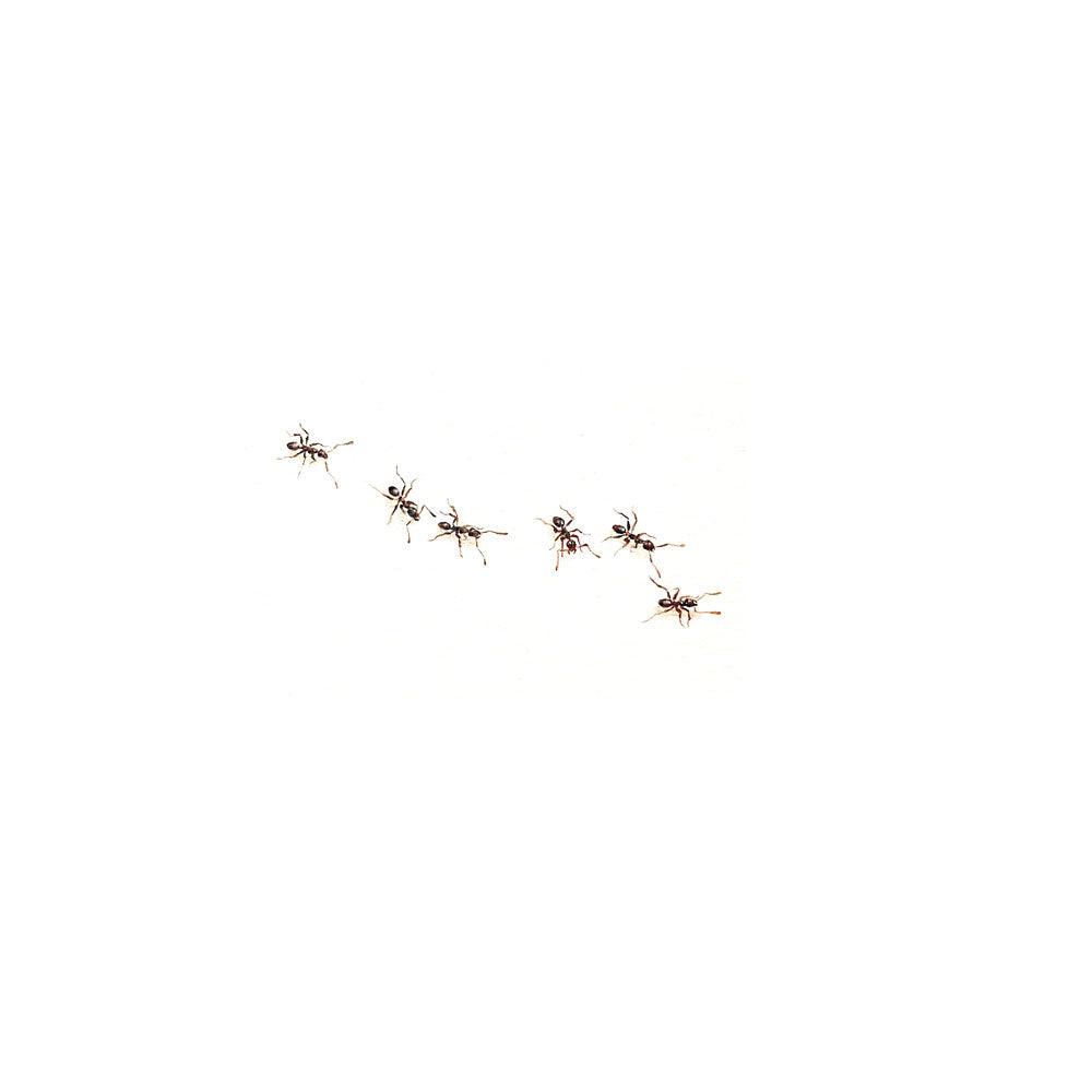 Ants
