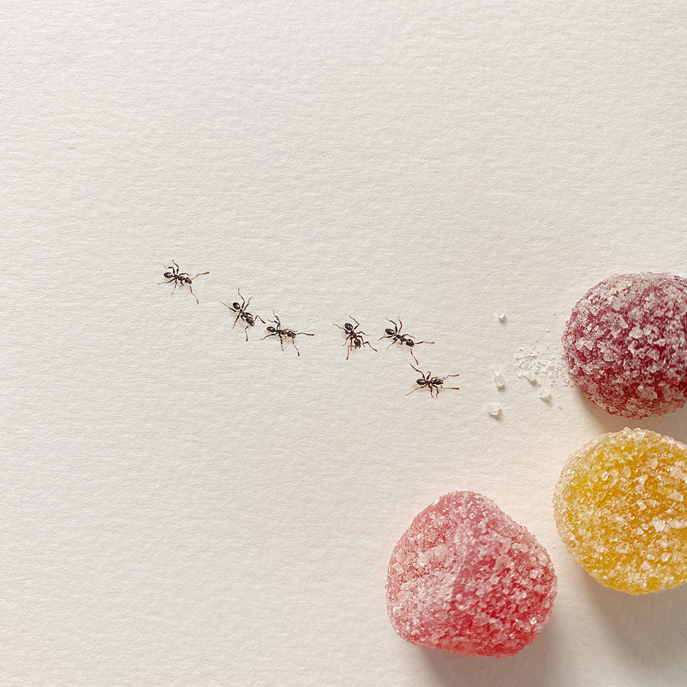 Ants