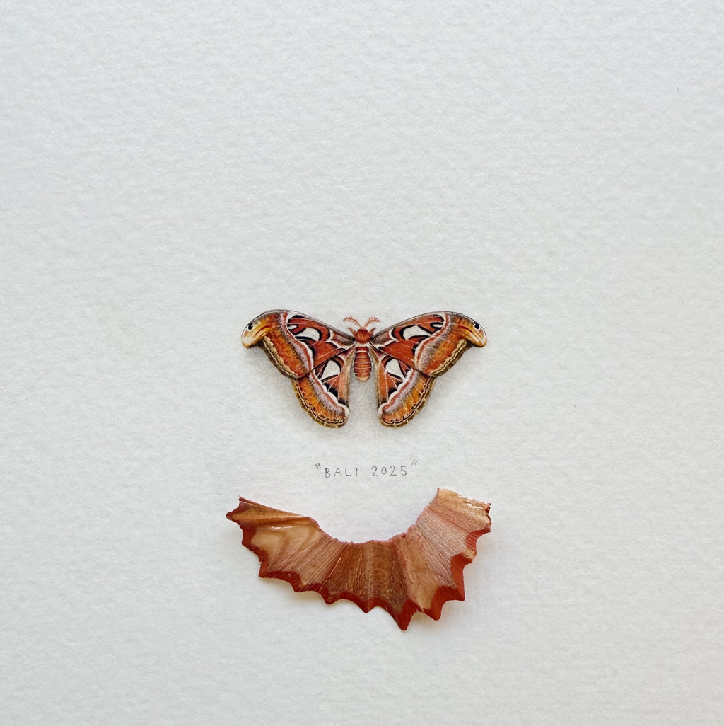 Atlas Moth