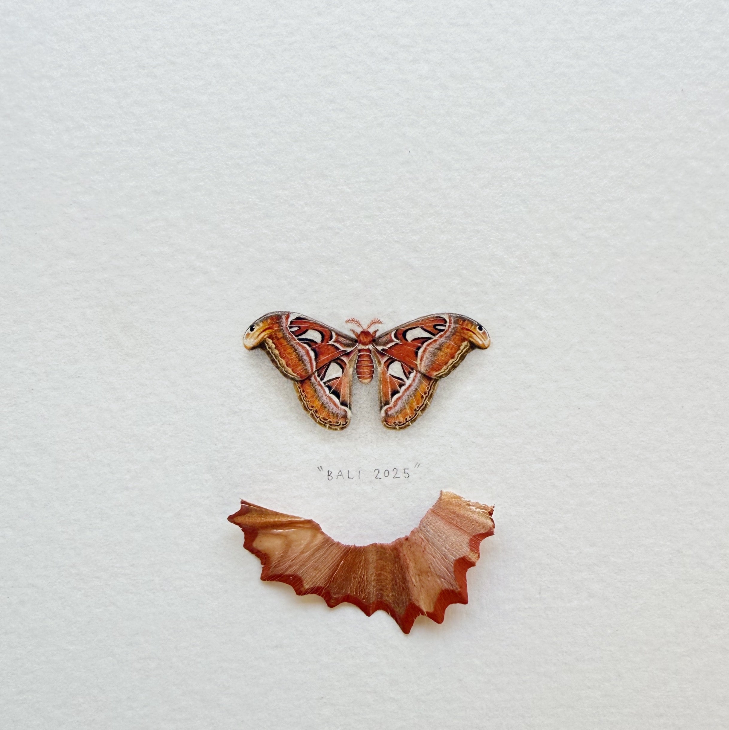 Atlas Moth