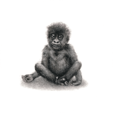 Mountain Gorilla