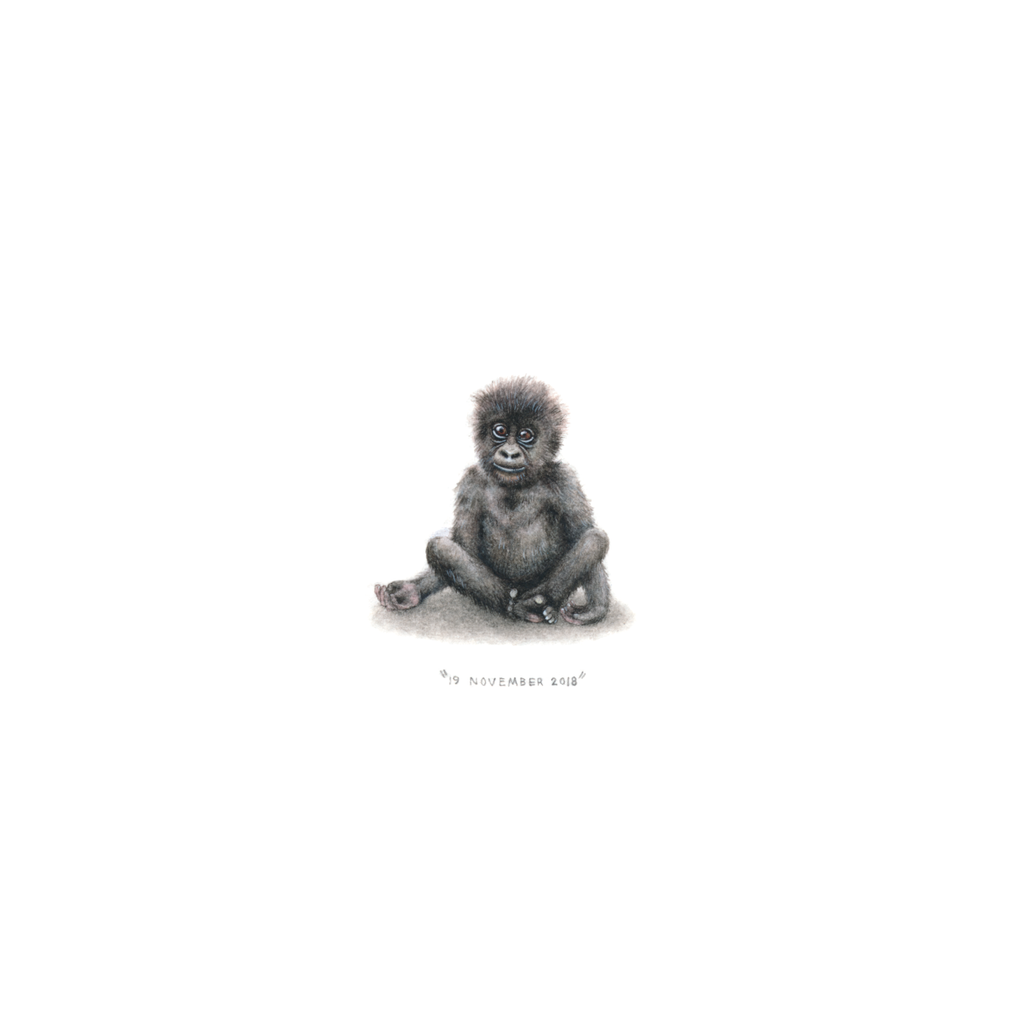 Mountain Gorilla