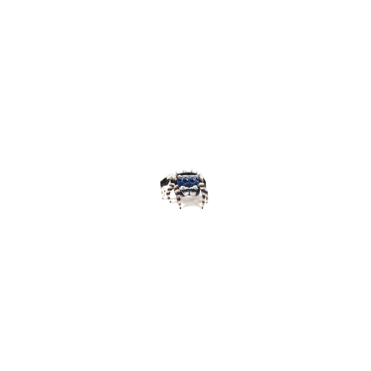 Blue-faced Peacock Spider