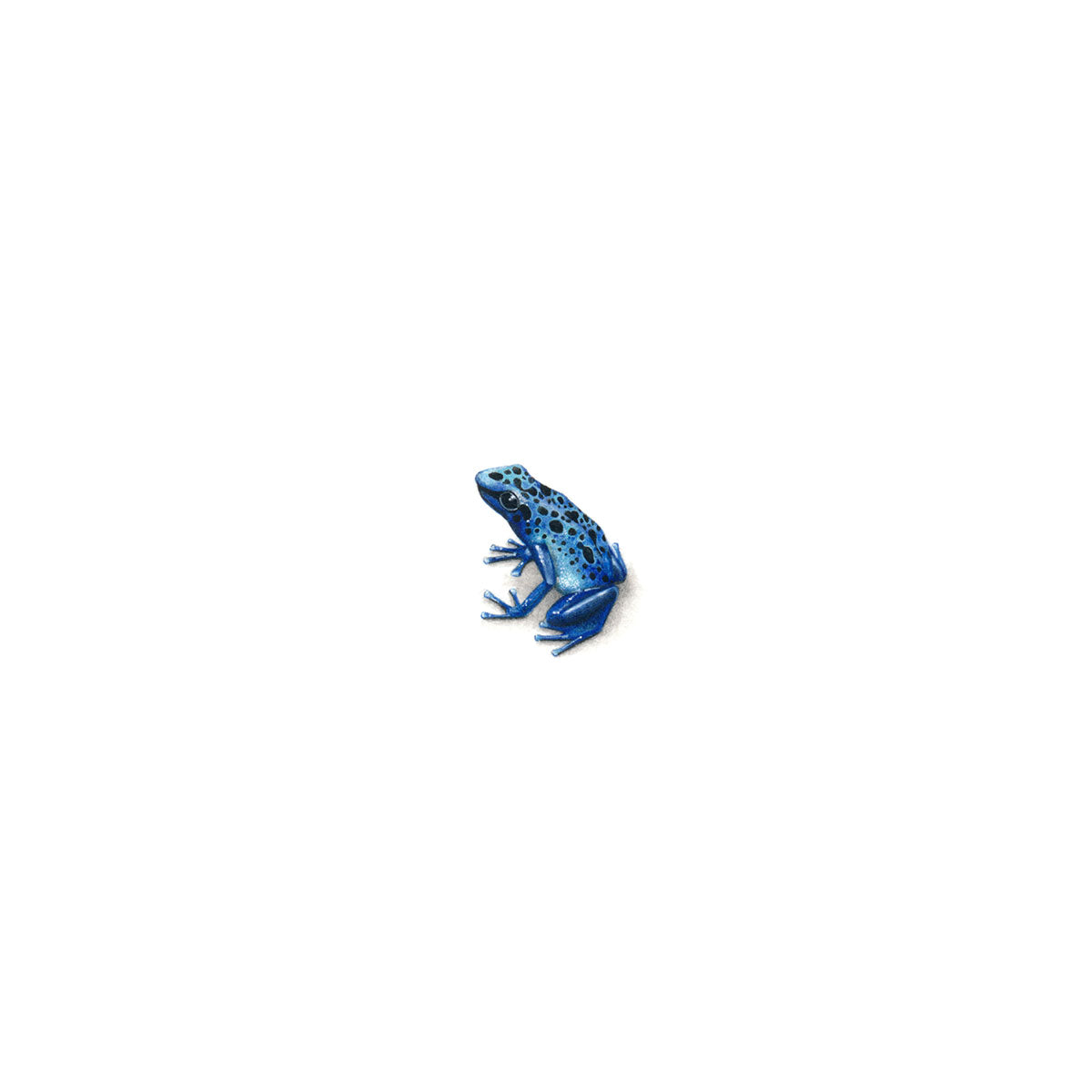 Blue Poison Arrow Frog