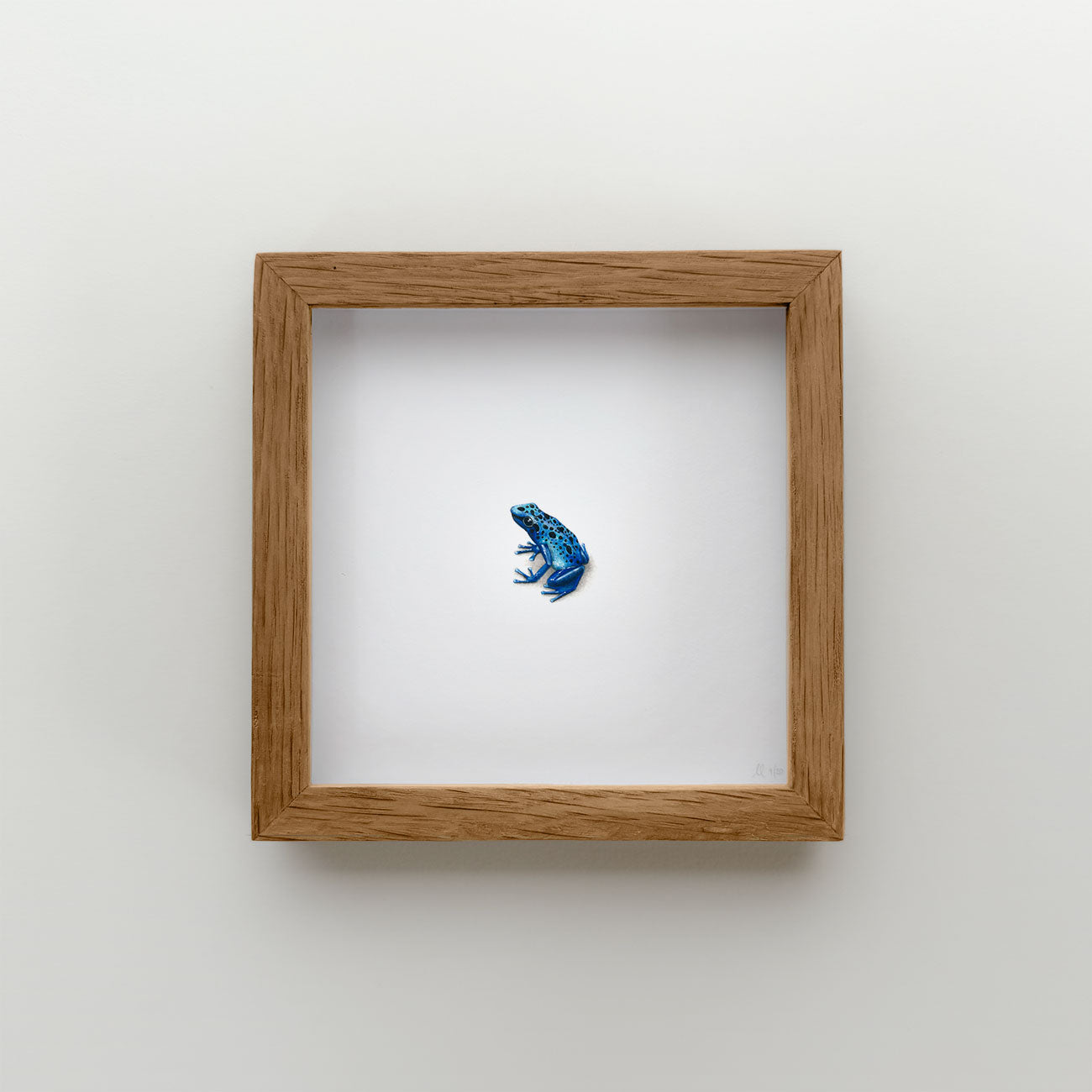 Blue Poison Arrow Frog