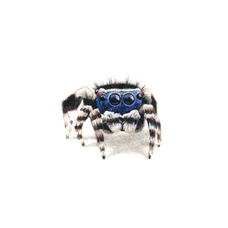 Blue-faced Peacock Spider