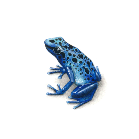 Blue Poison Arrow Frog