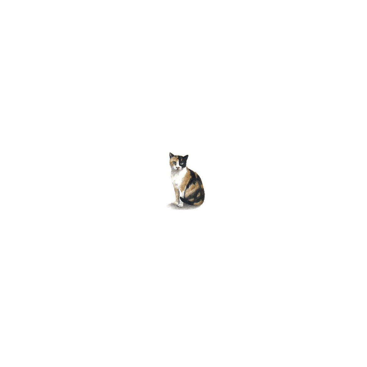 Calico Cat