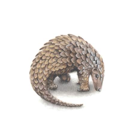 Pangolin