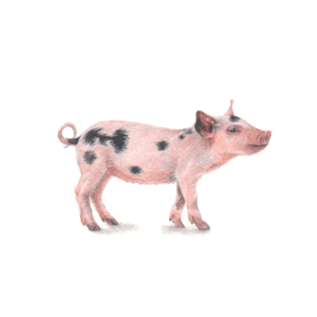 Piglet