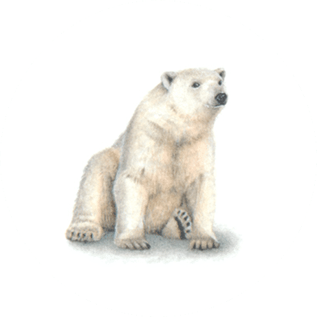 Polar Bear