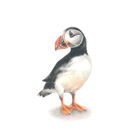 Puffin