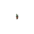 Hairy cactus