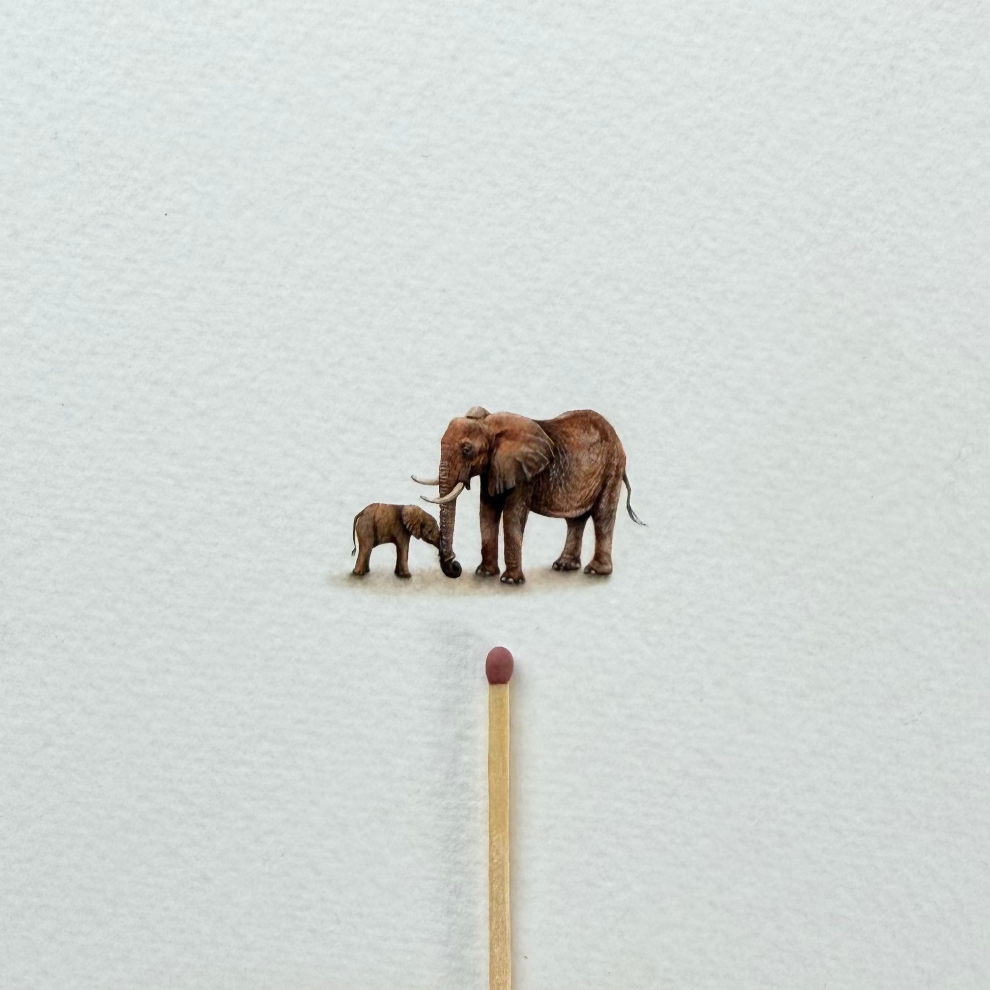 Elephants