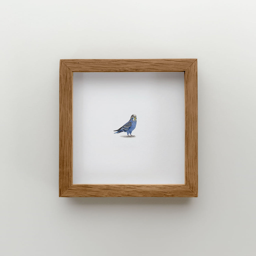 Budgie (Edition of 20)