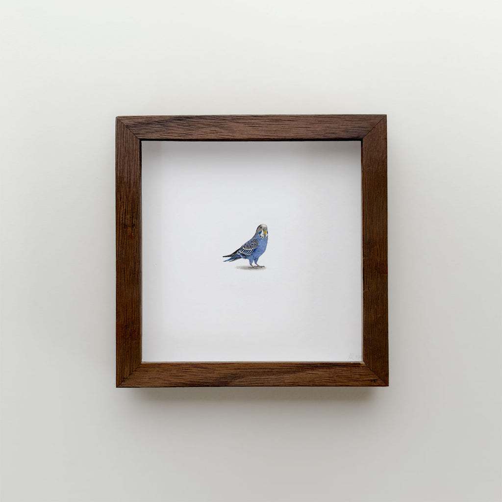 Budgie (Edition of 20)