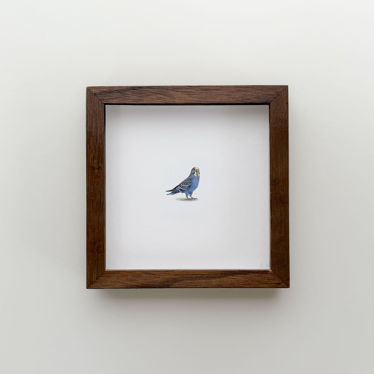 Budgie (Edition of 20)