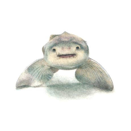 Leopard Shark