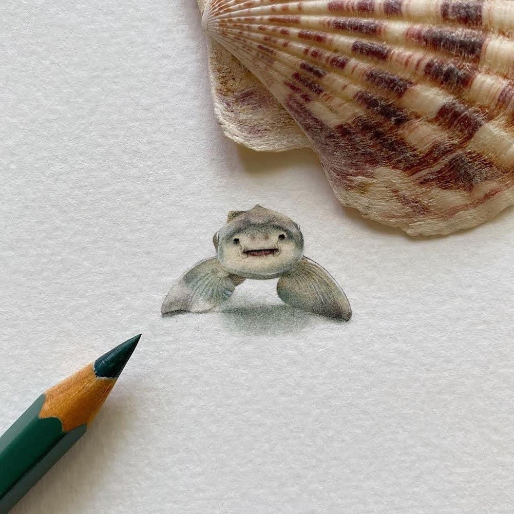 Leopard Shark