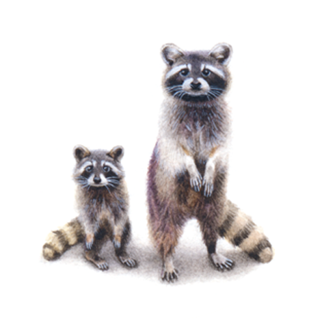 Mama + Baby Raccoon