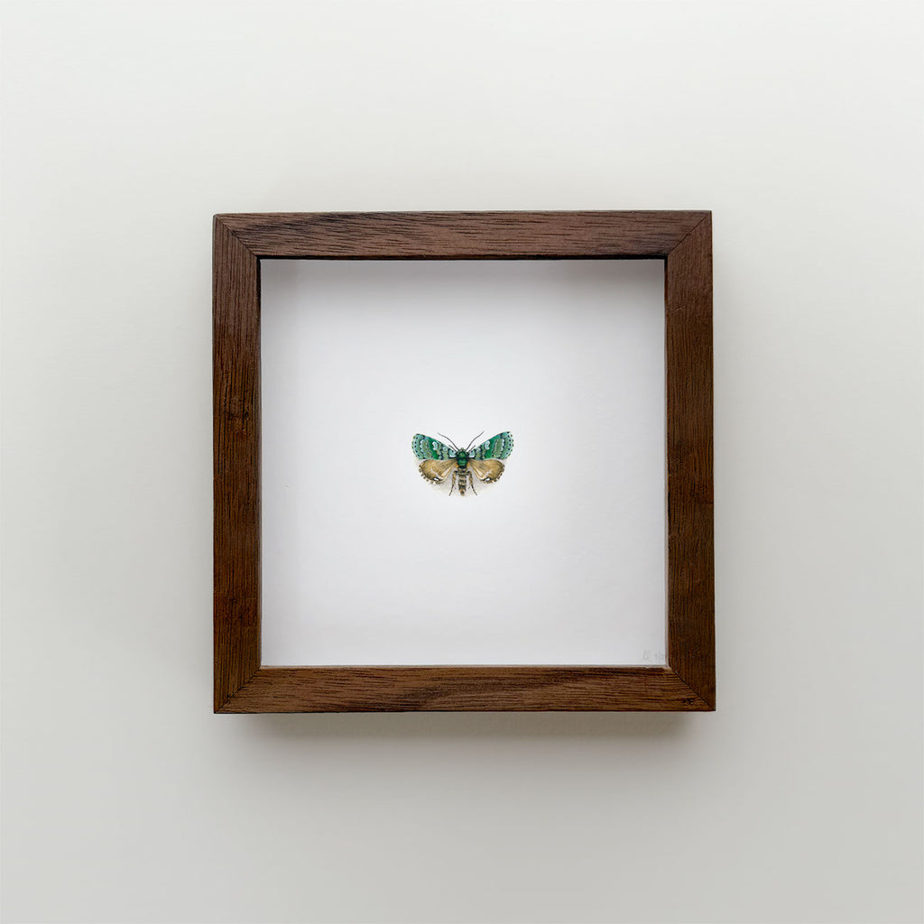 Merveille du Jour