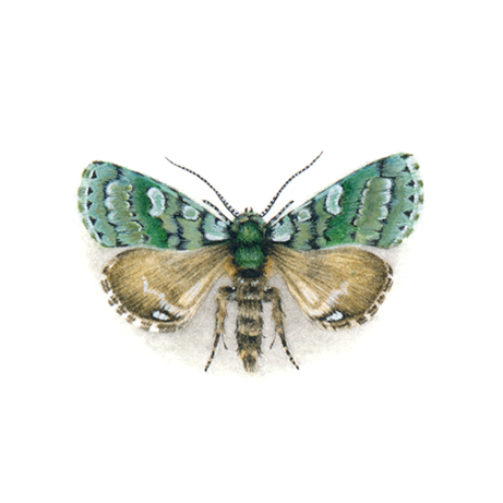 Merveille du Jour
