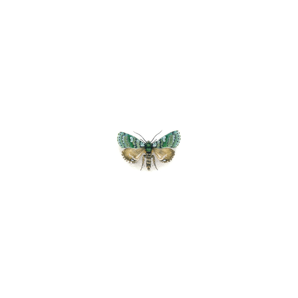 Merveille du Jour