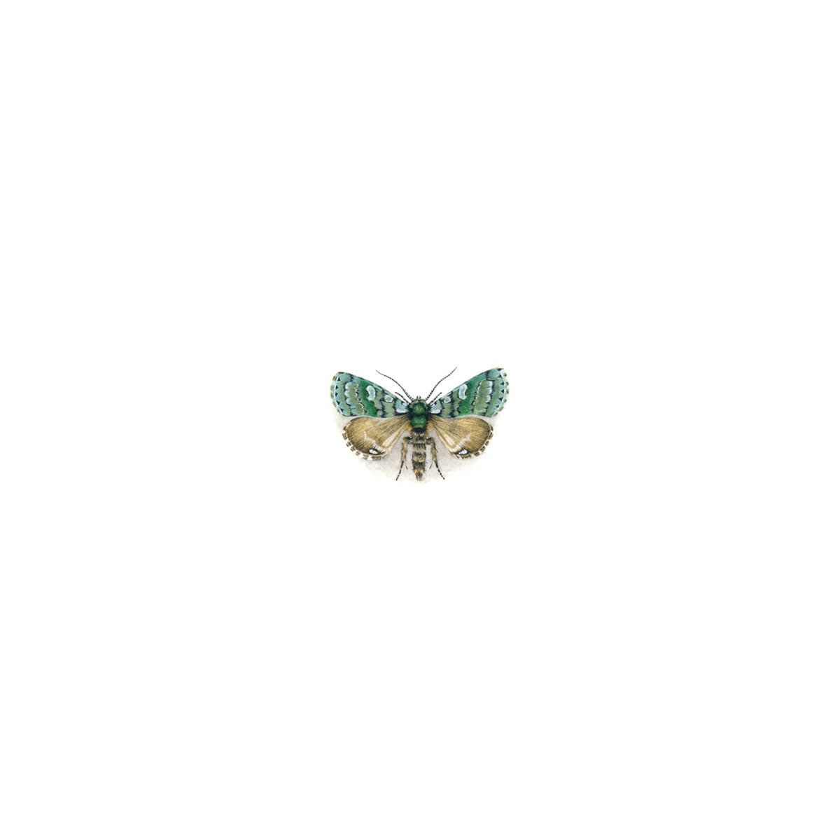 Merveille du Jour