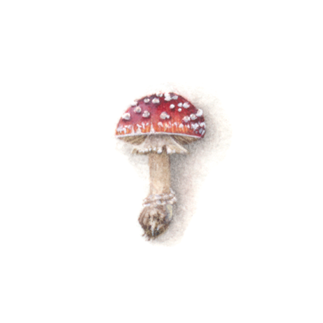 Mushroom (Amanita muscaria)