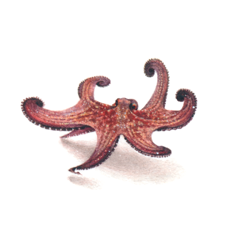 My Octopus Teacher